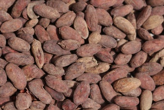 Cocoa beans