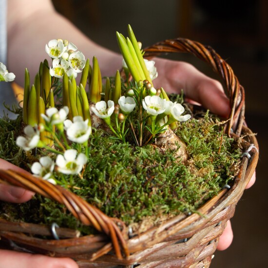 basket of spring bulbs